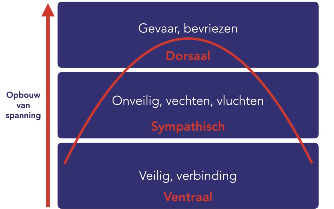 polyvagaal theorie (3)